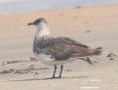 /album/photogallery/pomarine-skua-bijol-island-gambia-jpg/